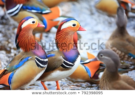 Stockfoto: Mandarin Duck