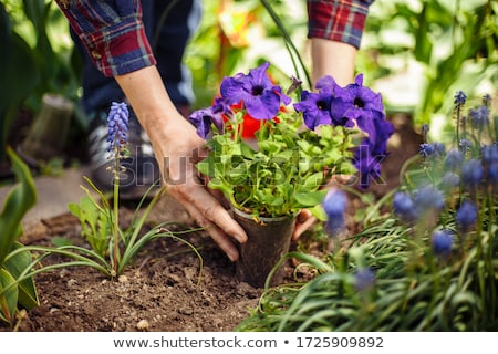 Zdjęcia stock: Florist Woman Working With Flowers And Plants At Garden