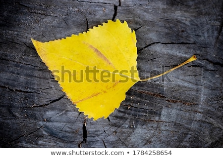 Stock photo: Fallen Autumn Dry Birch Leaves