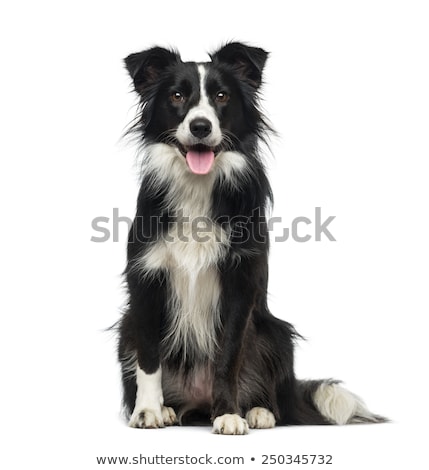 [[stock_photo]]: Two Border Collie Sitting In The White Background