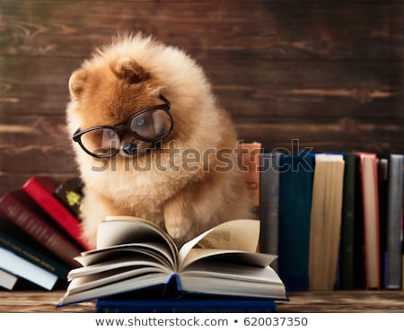 Stock fotó: Dog And Books