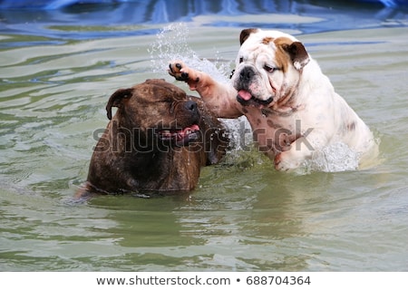 Imagine de stoc: Two Bulldogs Are Having Fun In A White Studio