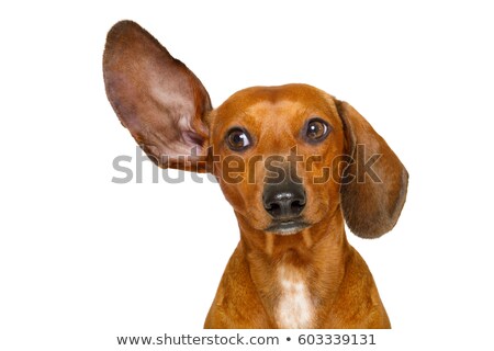 Stockfoto: Dog Listening Carefully
