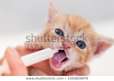 Stockfoto: Cute Ginger Rescue Kitten Happy To Lick Milk From A Syringe