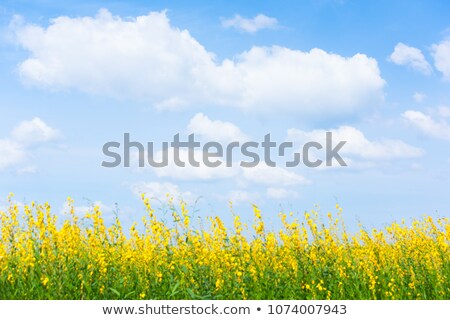Stock photo: Beautiful Yellow Flower Of Thailand