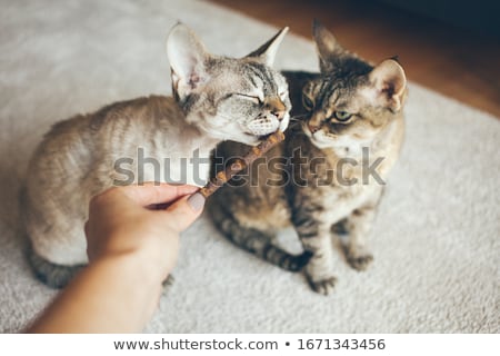 Foto d'archivio: Two Cats Have Their Meal