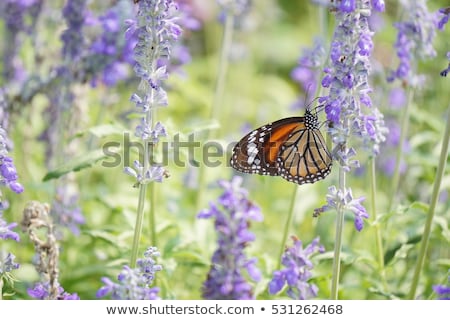 Stock photo: Old World Swallowtail Butterfly On Lavender