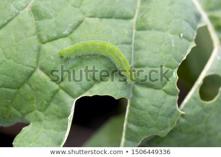 [[stock_photo]]: Cabbage Butterfly