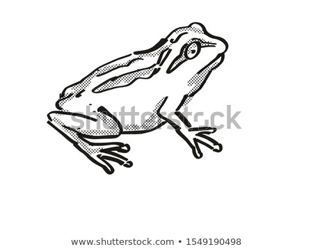 Сток-фото: Whistling Tree Frog New Zealand Wildlife Cartoon Retro Drawing