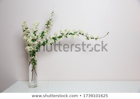 Stok fotoğraf: Elegant Twig Of Beautiful Spring Tiny White Flowers Spirea In Glass Vase White Background Isolated