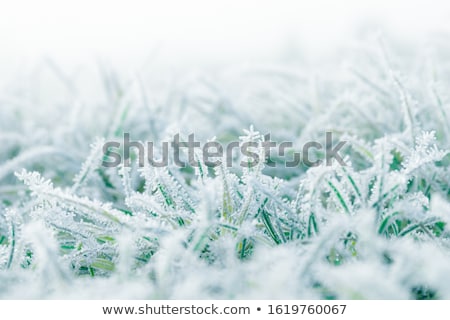 Foto d'archivio: Frozen Grass On A Meadow