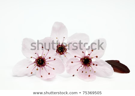 Stok fotoğraf: Cherry Plum Or Myrobalan Blossoms On White