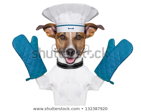 [[stock_photo]]: Dog Cook Chef