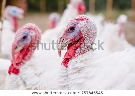 Foto stock: White Turkey