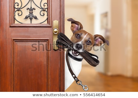 [[stock_photo]]: Leash Dog Ready For A Walk