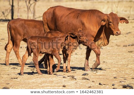 Stok fotoğraf: Young Cattle