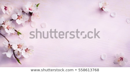 Çiçek arka plan Stok fotoğraf © Konstanttin