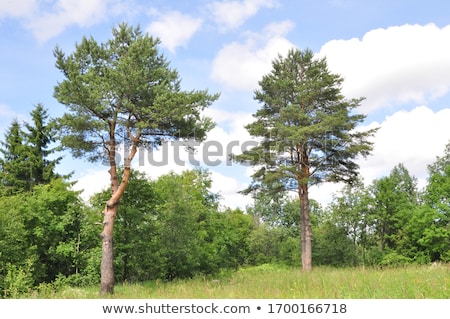 Stock foto: Pine Tree Against The Blue Sky