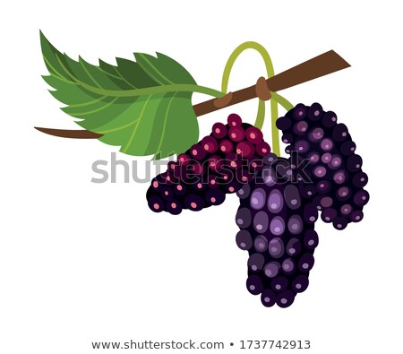 Stock photo: Mulberry On Tree Is Berry Fruit In Nature