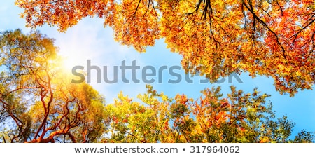 Galho da árvore de outono brilhando à luz do sol Foto stock © Smileus