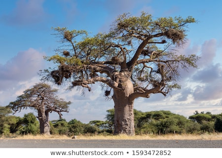 Stock fotó: Majestic Tree Baobab Namibia Africa