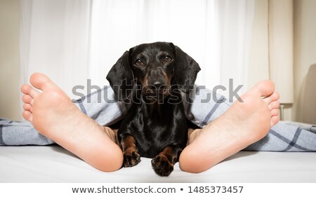 Foto stock: Dog And Owner Sleeping Or Dreaming Together