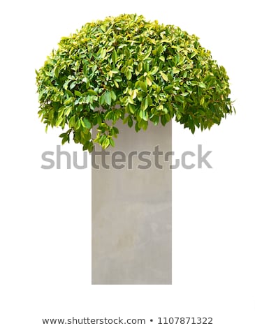 Stock foto: Decorative Vase And Trimmed Bushes