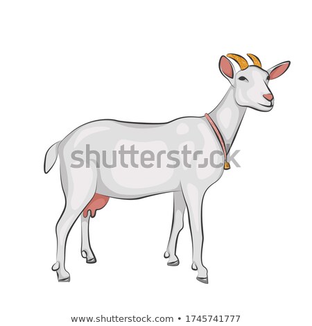 Stockfoto: Goat With Horns Udder And Bell On The Neck Farm Dairy Animal