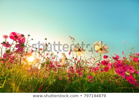 Stock photo: Summer Flowers