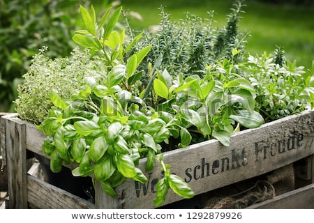 Stock photo: Potted Herb Garden