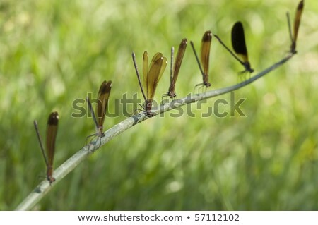 Arroccato Fila Della Damselfly Calopteryx Haemorrhoidalis Foto d'archivio © AlessandroZocc