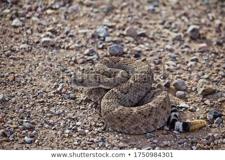 Stock photo: Crotalus Atrox