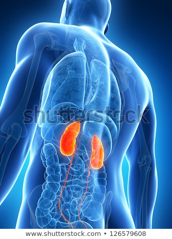 Foto stock: 3d Rendered Illustration Of The Male Kidneys