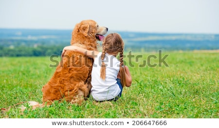 Stok fotoğraf: Labrador Retriever Dog In The Meadow Looking In The Distance