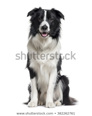 Foto d'archivio: Order · Collie · Sheepdog