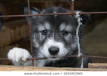 Foto stock: Dog In Cage