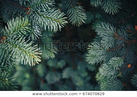 Foto d'archivio: Spruce Tree Close Up