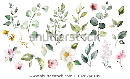 Stockfoto: Watercolor Botanical Illustration