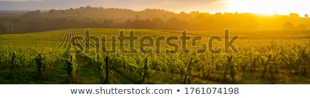 Stock fotó: Vineyards Of Saint Emilion Bordeaux Vineyards