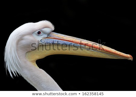 Stock fotó: Portrait Of A Pelican