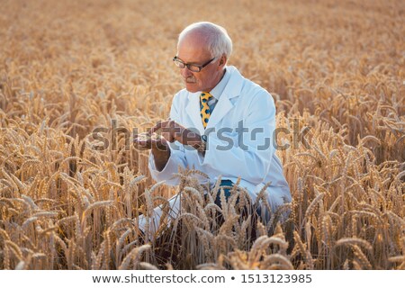 Foto stock: Scientist Test New Breed Of Gmo Grain