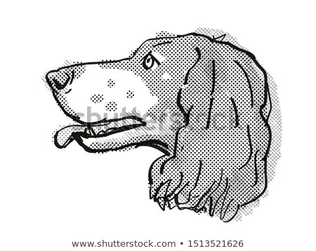 Stockfoto: French Spaniel Dog Breed Cartoon Retro Drawing