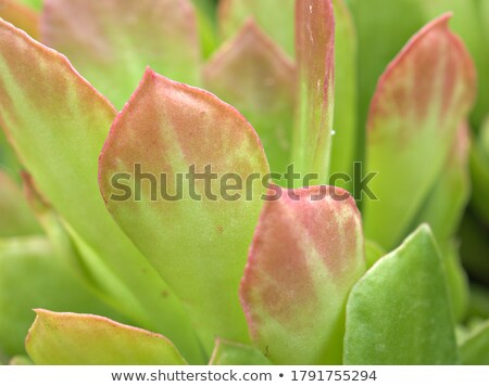 [[stock_photo]]: Desert Flora