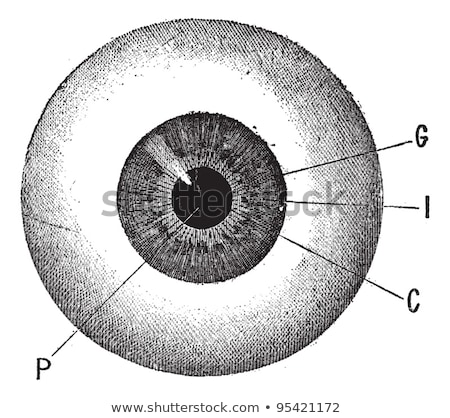 Foto d'archivio: Human Iris Vintage Engraving