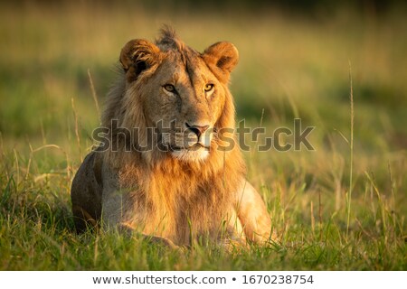 Foto stock: Lion In Grassland