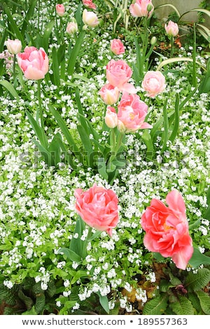 Spring Tulips In St Regents Park London ストックフォト © Julietphotography