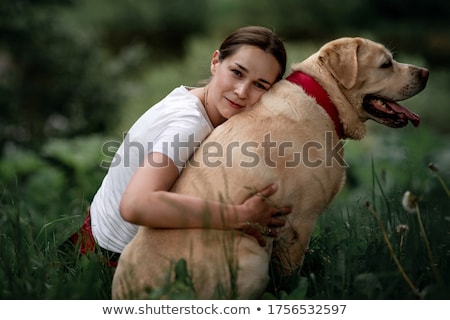 Stock fotó: Yellow Labrador