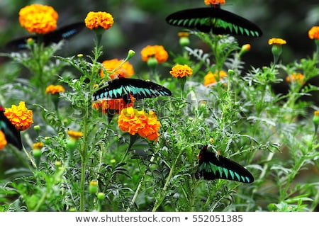 Stockfoto: Butterfly Farm