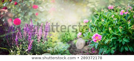 Foto stock: Flowerbed With Sage Flowers