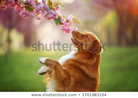 Stock photo: Dog Smell